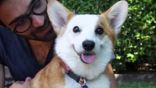 RSPCA QLD's Animal Emergency Rescue - Teacup & Fuzz