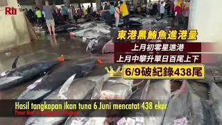 Panen Ikan Tuna "Black Skipjack" di Donggang, Pintung  RTI Siaran Indonesia