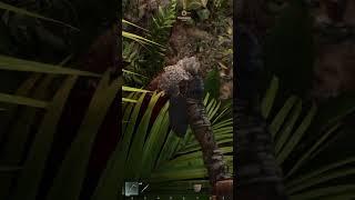 Baby Taming in Ark Survival Ascended #arksurvivalascended #ark #dinosaurs