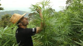 Strain Hunters RAW: Colombia - Behind the scene's with VICE -  Part 2