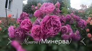 Розы группы флорибунда. Minerva (Минерва)