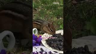 The best tea party ever 🫖 #groundhog #squirl #backyardanimals (IG: fairytaleevolution)