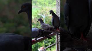 Pigeon Waiting for Their Turn #birds #pigeon #shorts