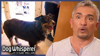 Dog’s Obsessive Energy Overwhelms Family | Dog Whisperer With Cesar Millan