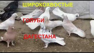 Широкохвостые голуби Дагестана (Шахназар)Broad-tailed pigeons of Dagestan (Shakhnazar)