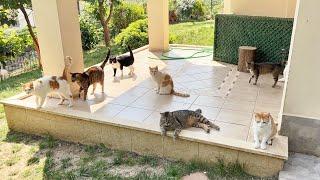 New Cat Realizes That There Are More Cats In The House Than She Thinks