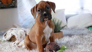 Funny & Cute Boxer Puppies | Clumsy With Big Eyes