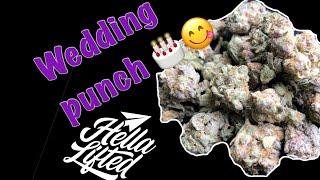 Wedding Punch Strain Review
