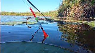 ТУТ РИБИ БІЛЬШЕ ЧИМ ВОДИ НЕ ВСТИГАЮ ЗАКИДАТЬ. Рибалка на поплавок