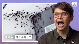 Should We Fear Huntsman Spiders?