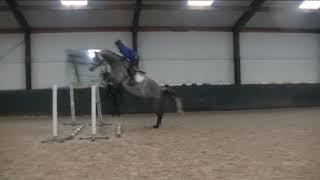 6yo stunning grey gelding schooling at home