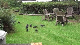 Murder at Pearse Island, BC, Canada - Smart Crows @CaddyMan