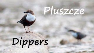 Pluszcz w Bieszczadach. Dipper (Cinclus cinclus)