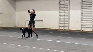 Dancing with dogs Dog dance Svetlana Timoshina & Brina Dance "Dark Angel". 10.09.23