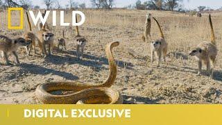 Cobra Vs. Meerkat | Wild Africa | National Geographic Wild UK