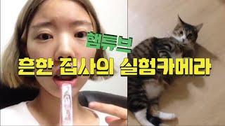 흔한 집사의 실험카메라 [햄튜브]