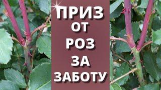 ПРОБУЖДЕНИЕ СЛЕПЫХ ПОБЕГОВ РОЗЫ! Был спящий, стал настоящий. 12 июня 2024 г.