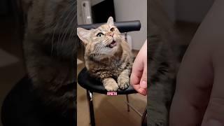 Грустный котик и покусаные цветы #говорящийкот