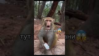 Добрый #брадок #monkey #обезьяна #бибизян #бибизяны #монке #рап #омега #брадочек #брад #а4 #врек