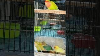 Rosicoli lovebirds in breeding season 2023-24 #rosicoli #youtubeshorts #lovebirds #shorts