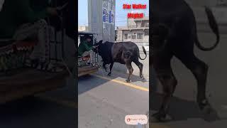 Cow Run Away ‍️ Gt Road