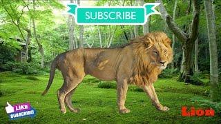 Baby tv | Baby tv animals | Lion