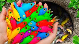 Easy Catch Colorful Stranger Aquarium Fish In Small Pond, Mosaic Guppy, Swordtail Fish, Ranchu Fish
