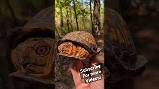 This Box Turtle is ON FIRE! Stunning Colors!