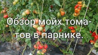 Обзор моих томатов в парнике