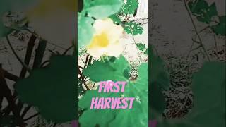 bitter gourd harvest in the house garden #trendingshorts #trending #shorts #shortsfeed #bittergourd