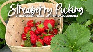 Strawberry Picking | Strawberry Farm, La Trinidad, Benguet