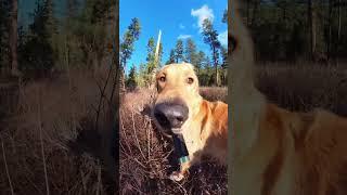 Give this dog a selfie stick and he becomes an internet sensation 