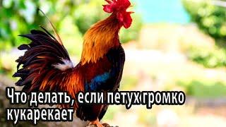 Что делать, если петух громко кукарекает