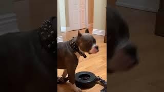 Dogs Best Sounds  #youtube #dogs