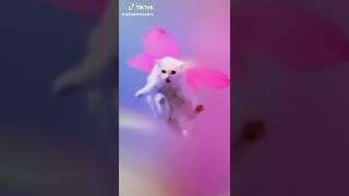 sofiadelmonstro | Animals Pets TikTok |