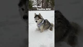 off leash adventures with our @TractiveGPS GPS! #shorts #husky