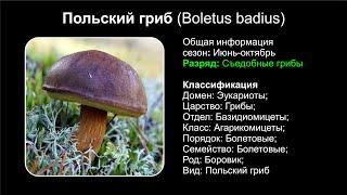 Польский гриб (Boletus badius)