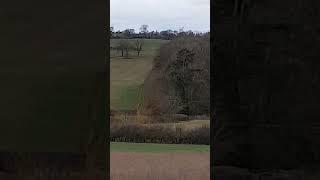 Golden Eagle in Pursuit!