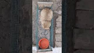 Mushuk tutadigan qopqon. Ловушка для кошек. Trap for cats #