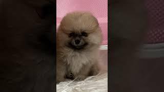 Puppies Got Me Feelin’ Pretty Little Baby  | Cute Puppy Shorts