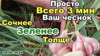 Всего 3 мин и ВАШ ЧЕСНОК будет сочнее ЗЕЛЕНЕЕ ТОЛЩЕ прямо на глазах. Подкормка весна-лето 04.06.24