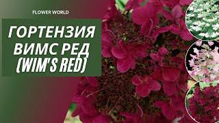 Гортензия Вимс Ред (Wim's Red). Обзор