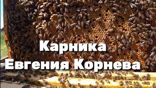 Карника Евгения Корнева !!!