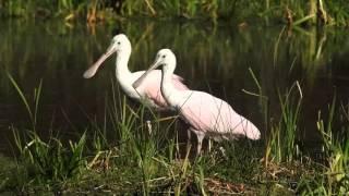 Roseate Spoonbill at Harris Neck National Wildlife Refuge