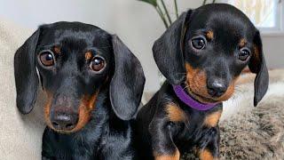 Loulou & Coco, the dachshund puppy that stays with us.