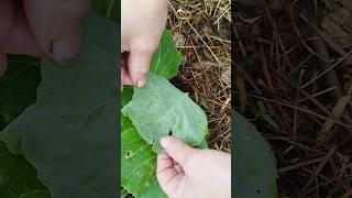 Слизни в природном земледелии. #мульчирование #огород #слизни #капуста