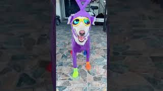 DOGS DRESS VERRY FUNNY ENJOY WACH,SHAAARE.THANKS