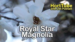 How to grow Royal Star Magnolia - Pure White Fragrant Spring Flowering Magnolia