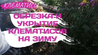 КЛЕМАТИСЫ! Обрезка и укрытие клематисов на зиму!