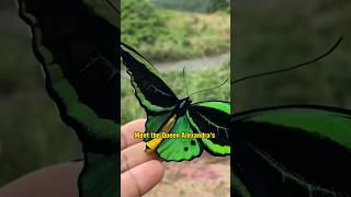 Queen Alexandra’s Birdwing Butterfly